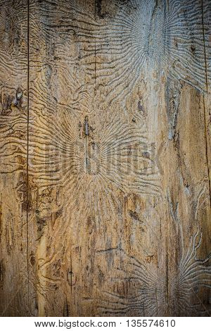 aged texture of a tree damaged by bark beetle
