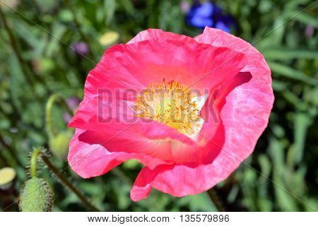 Pink Poppy Flower in Bloom on Sunny Day