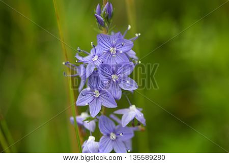 Flowers of a Veronica teucrium in a meadow