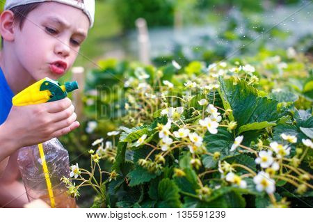 kid sprinkle strawberry flowers from bottle sprayer. cute boy spraying flowers in the garden. watering flowers. selective focus