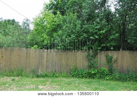 the neglected garden behind the old wooden fence