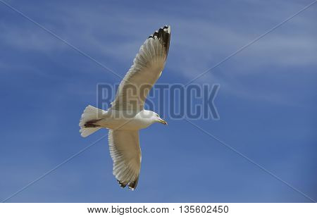 Seagull bird showing wing spread in flight on blue sky background