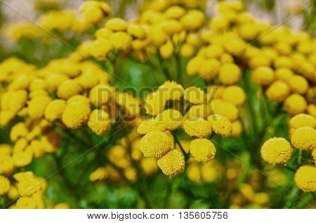 Tansy tanacetum vulgare. Wild herbs. Yellow flowers