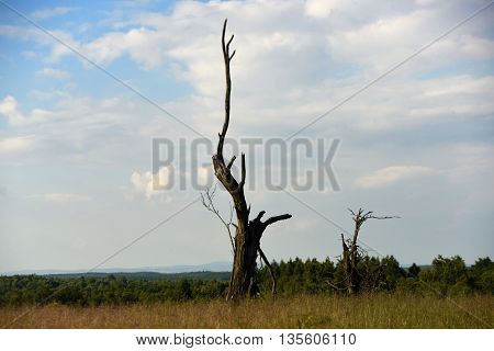 Old tree in mountains on meadow in summer day