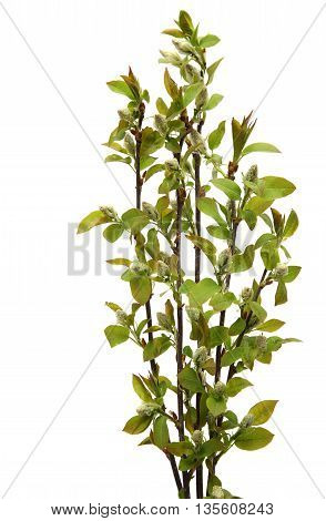 branch of poplar. Fresh spring tree branch with leaves isolated on a white background.