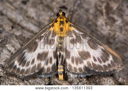 Small magpie moth (Anania hortulata). Boldly patterned micro moth in the family Crambidae formerly Pyralidae