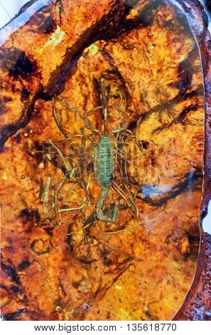 amber transparent with a scorpion inner nature