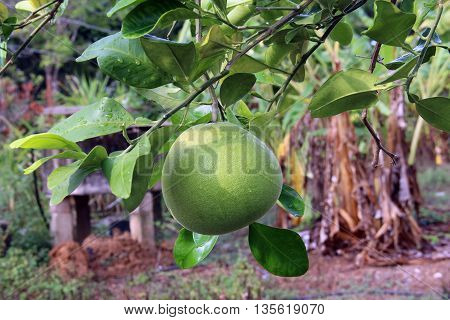 Grapefruit hanging on tree / Grapefruit tree / Pomelo hanging on tree / Pomelo tree / Grapefruit tree with fruits closeup / Pomelo tree with fruits closeup