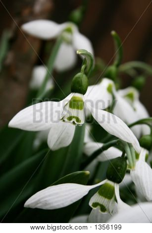 Snowdrops