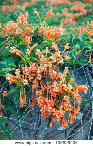 Beautiful Orange trumpet flowers on the roadside