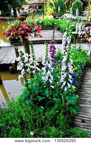 flowerpot rim river Doi-tung Chairai in Thailalnd
