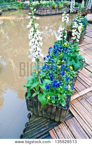 Flowerpot rim river Doi-tung Chiang Rai Thailand