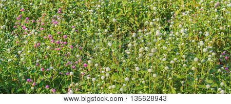 Everlasting Flower