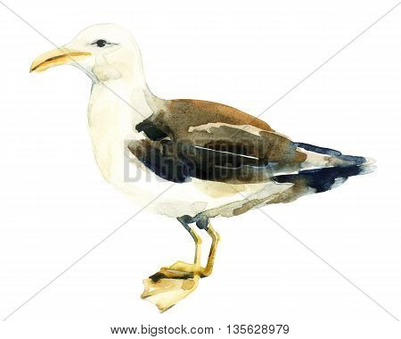 Watercolor sea gull standing on his feet. Watercolor seagull bird isolated over white background. Beach art. Hand painted illustration