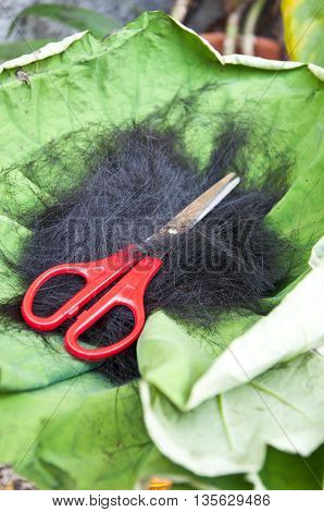 Cut hair on leaf lotus - thai tradition cut hair man go into the monkhood