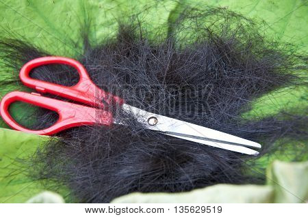 Cut hair on leaf lotus - thai tradition cut hair man go into the monkhood