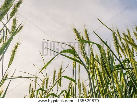 Green Barley Field