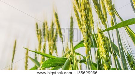 Green Barley Field