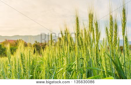 Green Barley Field