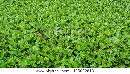 image of water hyacinth floating on water day time.