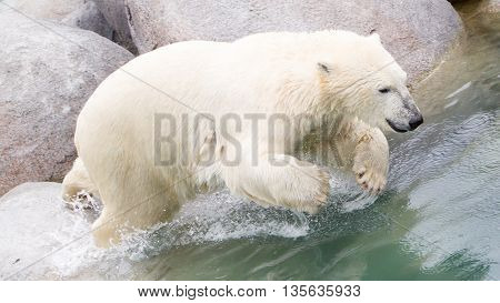 Close-up Of A Polarbear (icebear) Jumping In The Water