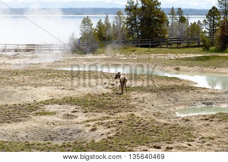 Yellowstone United States - May 31 2015: Clear aqua hot spring with deep central hole steam and limy shoreline people on boardwalk West Thumb area of Yellowstone National Park Wyoming.