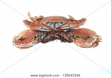 three cooked crab on a white background