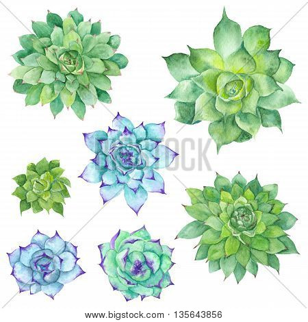 Hand-painted botanical illustration with three green tropical plants isolated on white background, Sempervivum botanical illustration