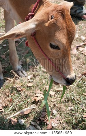 A young brown and white cow grazing on grass in a pasture creates a concept image for grass fed beef.