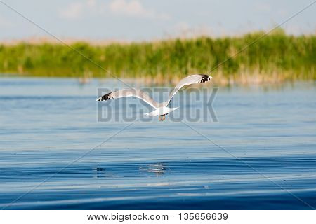 Caspian gulls image taken in Danube Delta Romania