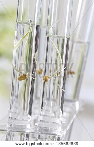 Image of biotechnology, for agricultural reaserch on how to feed the planet