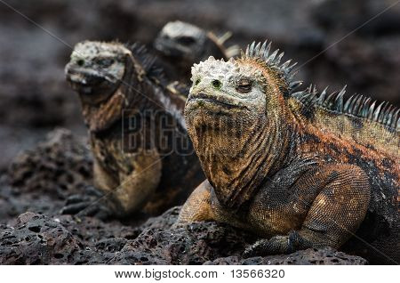 Akrabaları ile deniz Iguanas portresi.
