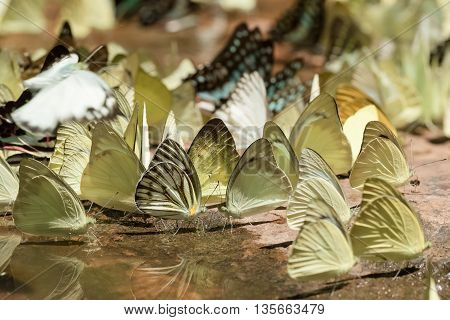 Diversity of butterfly speciesButterfly eating Salt licks on ground at Pangsida national park SakaeoThailand