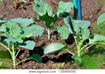 Watering the cabbage in the vegetable garden.Watering of cabbage seedlings.