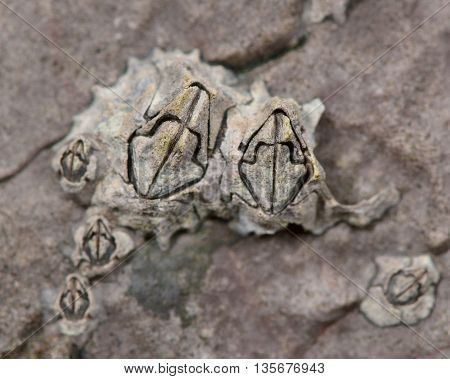 Acorn barnacle (Semibalanus balanoides). Cluster of crustaceans on rocks on the British coast in the family Archaeobalanidae