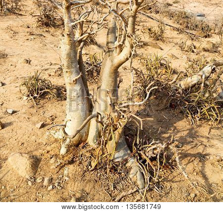 In Oman The Old Mountain Of   Centre And Tree Alone Near Sky