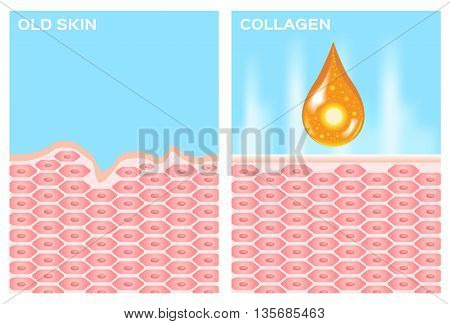 collagen and skin vector . drop collagen