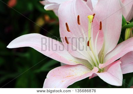 Single pink Lilium Lexington Flower in full bloom