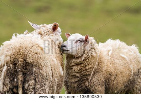 on the field is there an sheep stay around and eat the grass
