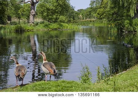 A view of the beautiful Regents Park in London.