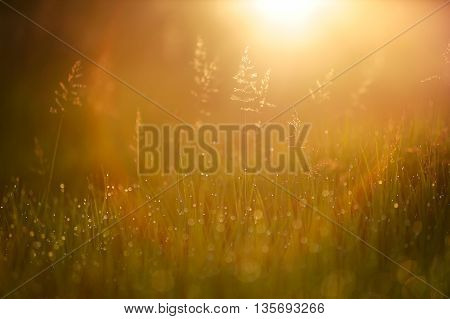 Wild grass in sunrays at sunrise light