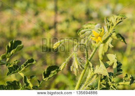 Flower Momentum Tomato Edible.