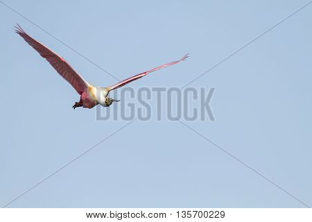 Roseate Spoonbill flying left to right wings high