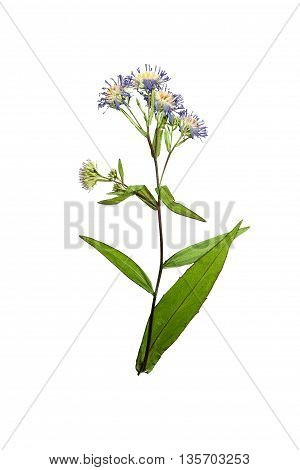 Pressed and dried flower Symphyotrichum novi-belgii (New York aster) on stem with green leaves. Isolated on white background. For use in scrapbooking pressed floristry (oshibana) or herbarium.