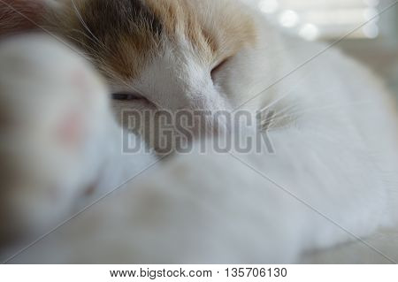 White Sleeping Calico Cat with Paws and Blue Eyes
