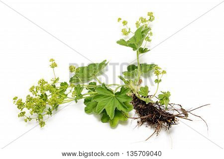 Common cuff on a white background. Medicinal plant