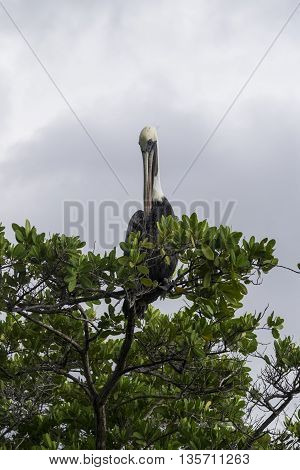 Magnificent Galapagos Brown Pelican with its long beak resting in mangrove trees