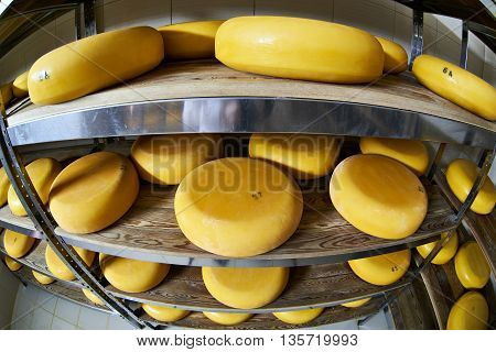 Cheese Factory Warehouse With Shelves Of Latteria