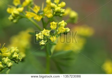 Flower of a common rue plant (Ruta graveolens).