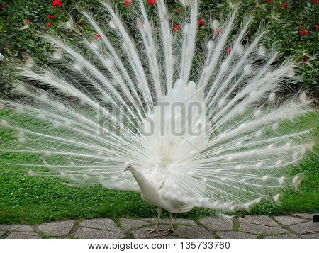 white peacock